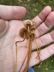 Mycena aurantiomarginata