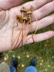 Mycena aurantiomarginata