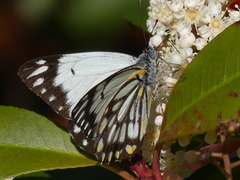 Belenois java