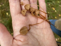 Mycena aurantiomarginata