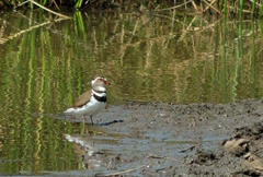 Charadrius tricollaris