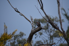 Phaps elegans