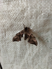 Smerinthus ocellata