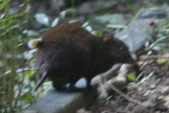 Hypsiprymnodon moschatus