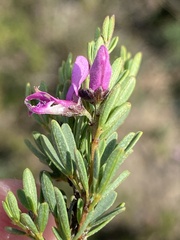 Indigofera denudata