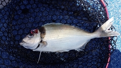 Nemadactylus macropterus