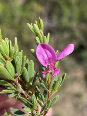 Indigofera denudata