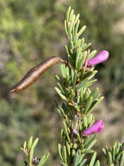 Indigofera denudata