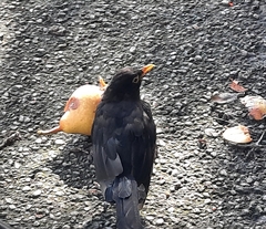 Turdus merula