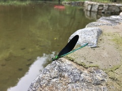 Matrona basilaris