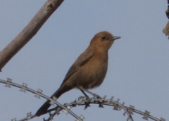 Oenanthe fusca