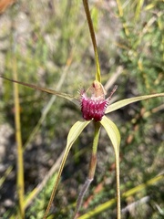 Caladenia pectinata