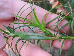 Dracophyllum secundum