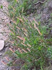 Dracophyllum secundum