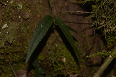 Parsonsia