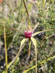 Caladenia pectinata