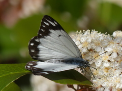 Belenois java