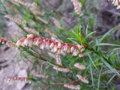 Dracophyllum secundum