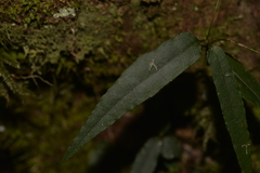 Parsonsia
