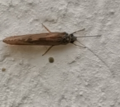 Hydropsyche pellucidula