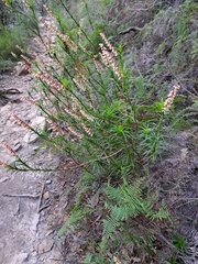 Dracophyllum secundum