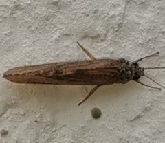 Hydropsyche pellucidula