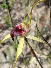 Caladenia pectinata