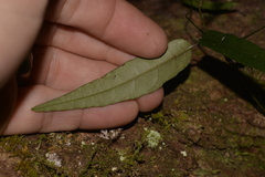 Parsonsia