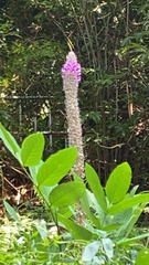 Uraria crinita