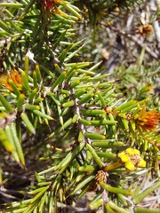 Acacia echinula