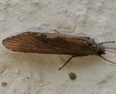 Hydropsyche pellucidula