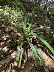 Pandanus macrocarpus