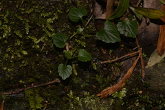 Lobelia trigonocaulis