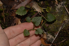 Lobelia trigonocaulis