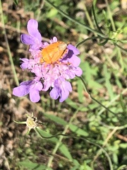 Carpocoris mediterraneus