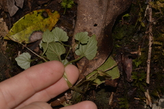 Lobelia trigonocaulis