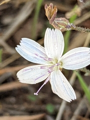 Stephanomeria exigua
