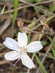 Stephanomeria exigua