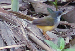 Prinia socialis