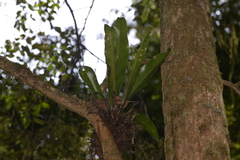 Asplenium australasicum