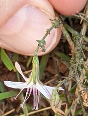 Stephanomeria exigua