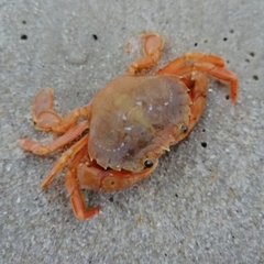 Liocarcinus holsatus