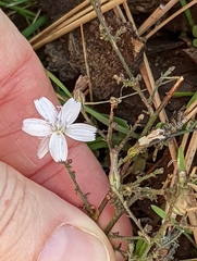 Stephanomeria exigua