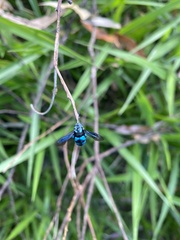 Thyreus nitidulus nitidulus