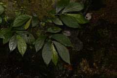 Elatostema reticulatum