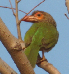 Psilopogon zeylanicus