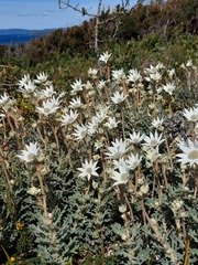 Actinotus helianthi