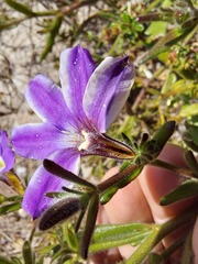 Scaevola ramosissima