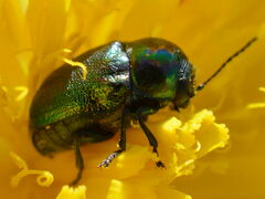 Cryptocephalus