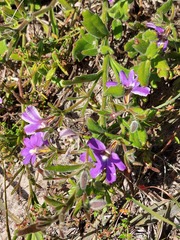 Scaevola ramosissima